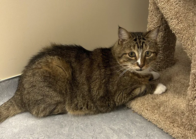 An adult extra large-sized male Domestic Short Hair cat named Biff for adoption in Arlington, VT