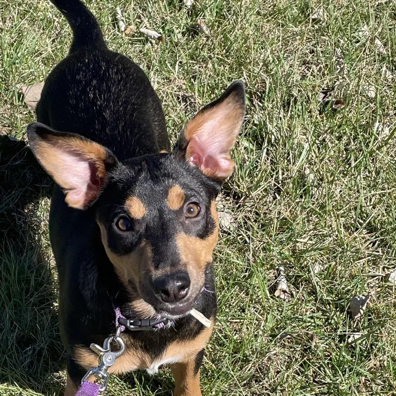 Navigator thumbnail 2