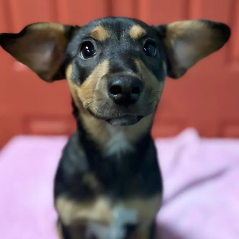 Navigator thumbnail 6