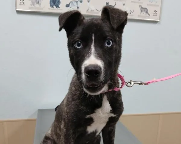 A baby medium-sized female Siberian Husky dog named Sadie for adoption in Sioux City, IA