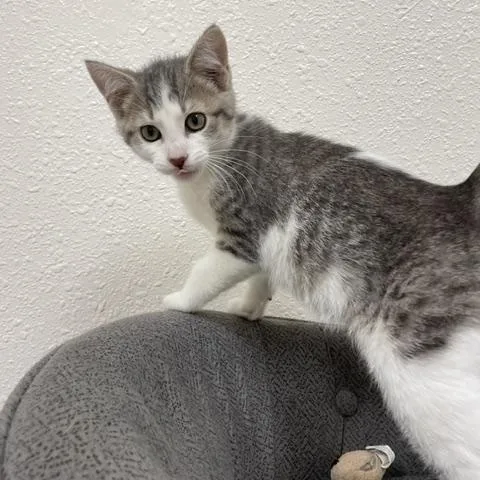 A baby medium-sized male Gray & White Domestic Short Hair cat named Mr. Pibb for adoption in Red Wing, MN