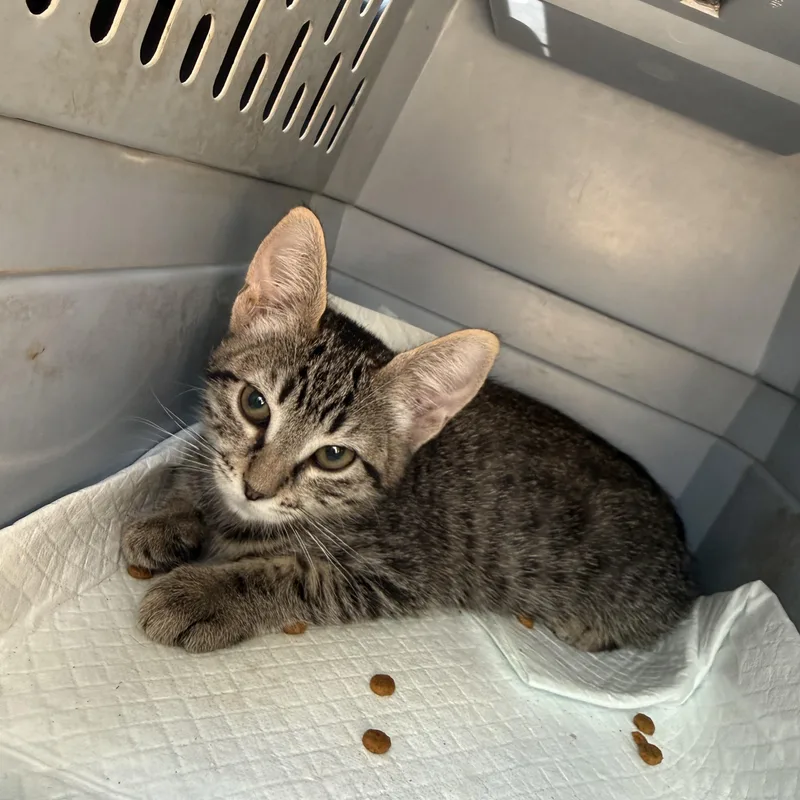 A baby medium-sized female Tabby (Brown / Chocolate) Tabby cat named Cyndi for adoption in Fresno, CA