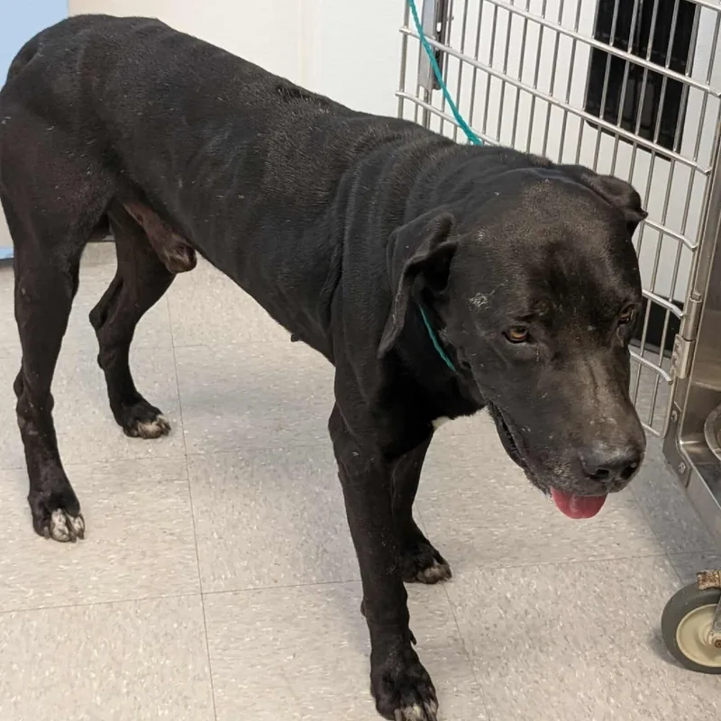 An adult large-sized male Black Labrador Retriever dog named Clifford for adoption in Bastrop, TX