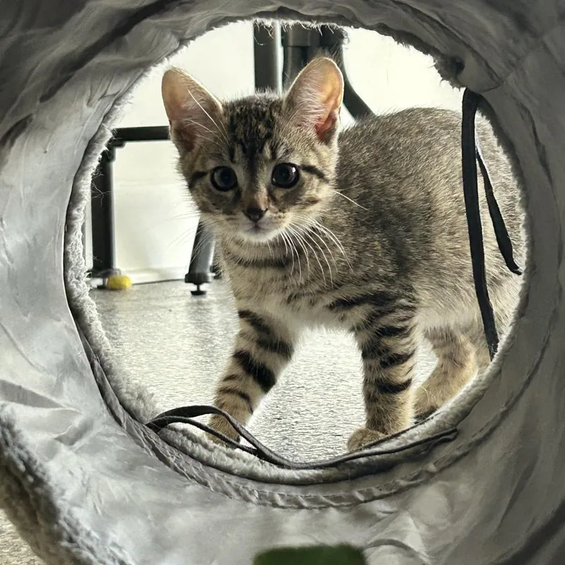 A baby small-sized male Black Domestic Short Hair cat named Enid for adoption in Nashville, TN