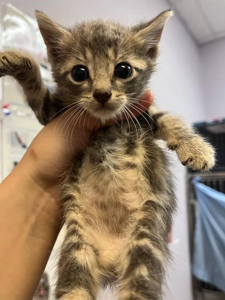 A baby medium-sized male Domestic Short Hair cat named Squid for adoption in New Braunfels, TX