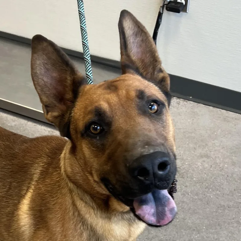 An adult large-sized male Brown / Chocolate Mixed Breed dog named Sanji for adoption in Las Cruces, NM