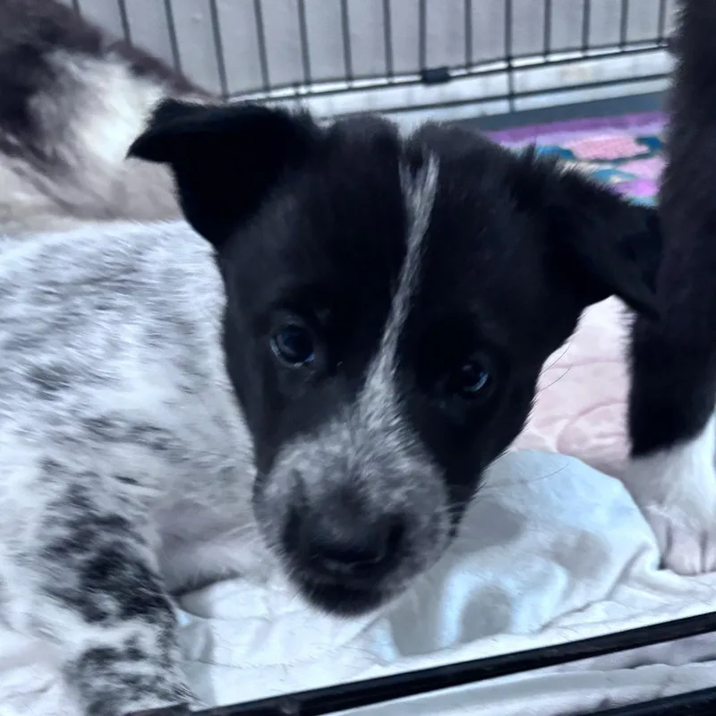 A baby medium-sized female Husky dog named Karen for adoption in Dallas, TX