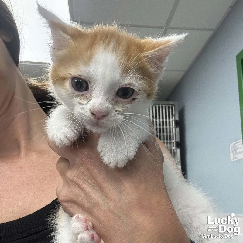 A baby medium-sized male Orange & White Domestic Short Hair cat named Izaiah for adoption in Washington, DC