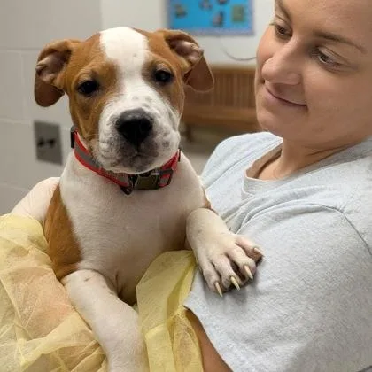 A baby large-sized male American Bulldog dog named Stove for adoption in Philadelphia, PA