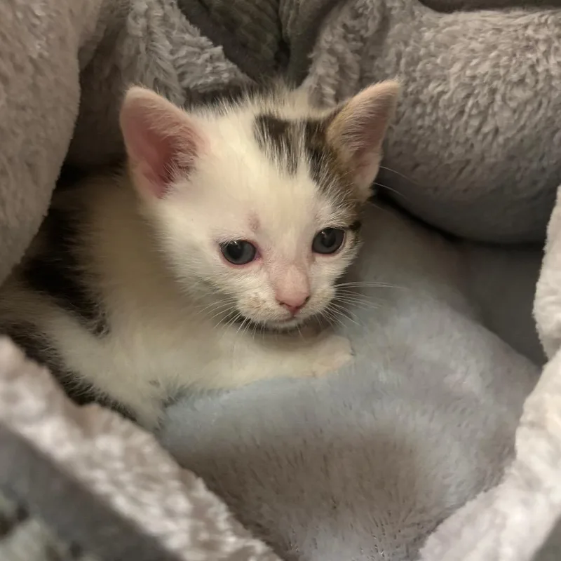 Perseverance thumbnail 2