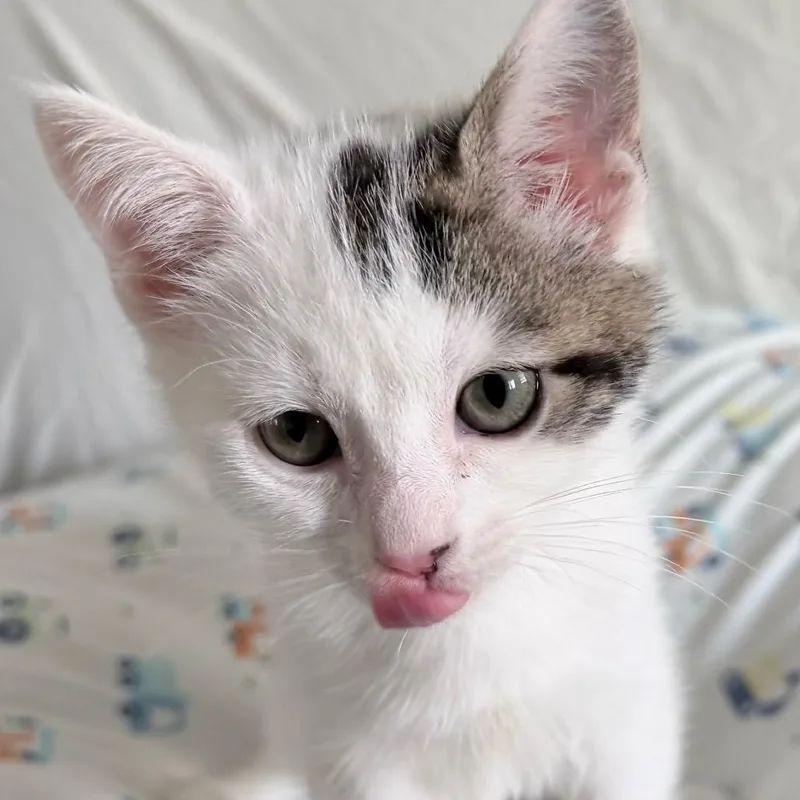 Perseverance thumbnail 3