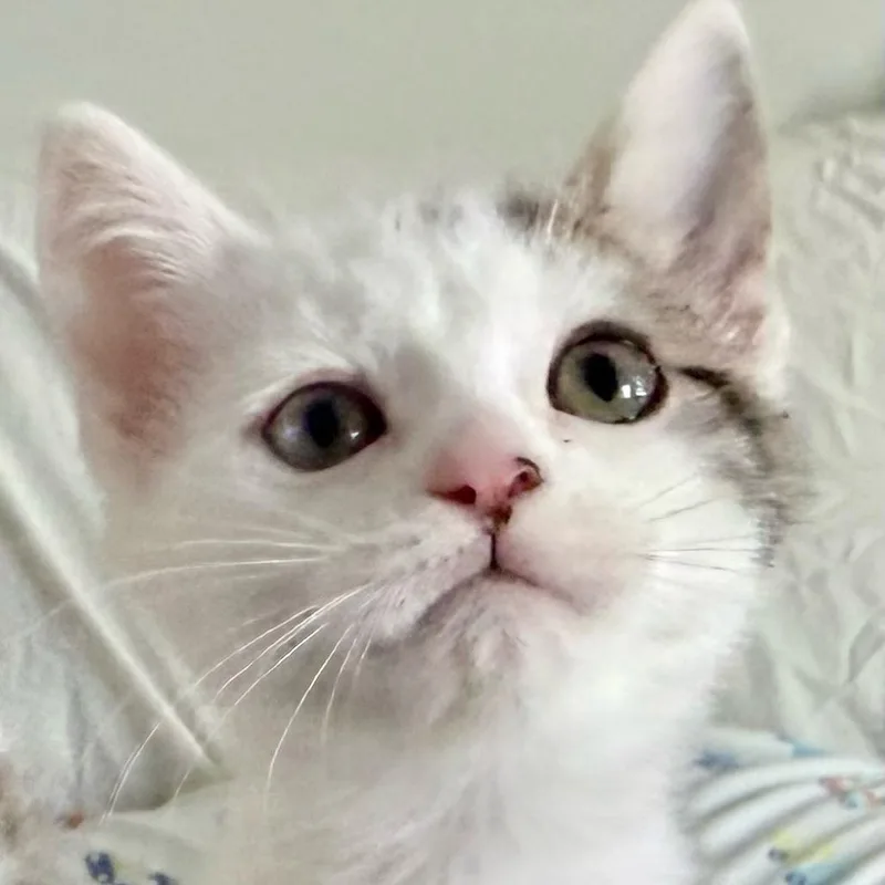 Perseverance thumbnail 4