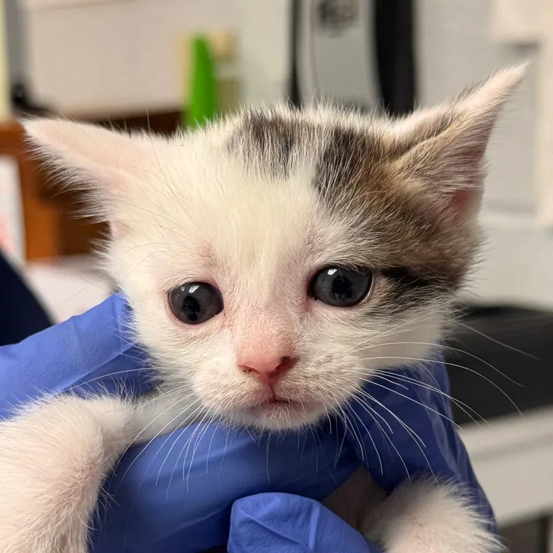 Perseverance thumbnail 5