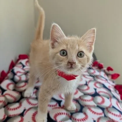A baby small-sized female Tabby (Orange / Red) Domestic Short Hair cat named Dorothy for adoption in Rochester, MN