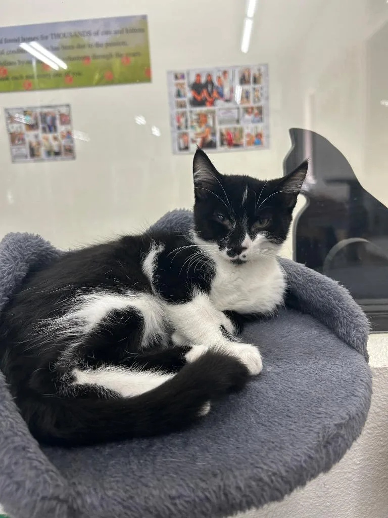 A baby medium-sized male Domestic Short Hair cat named Rave for adoption in Peoria, AZ