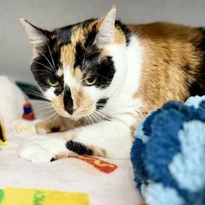 An adult small-sized female White Domestic Short Hair cat named Maple for adoption in Atlanta, GA