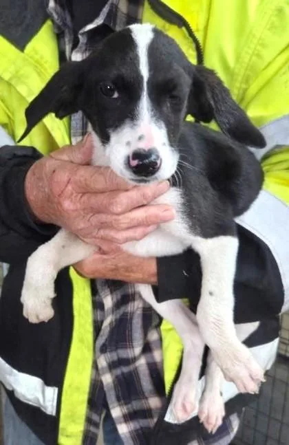A baby medium-sized female Mixed Breed dog named Uma Thurman for adoption in Madison, NJ