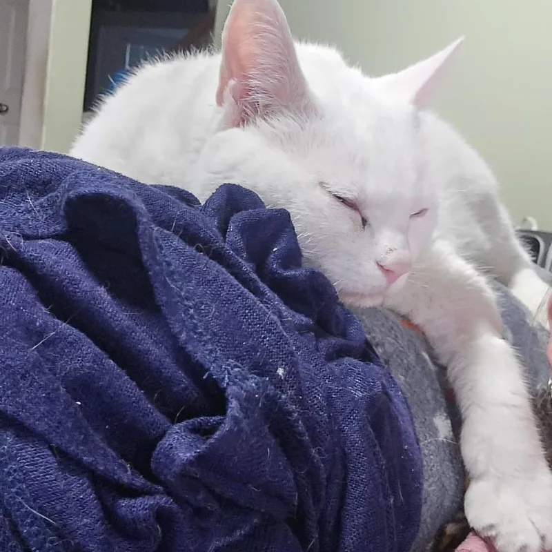 Chaos Anderson thumbnail 2