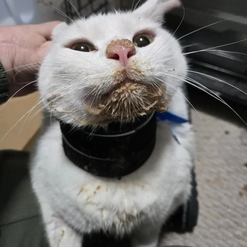 Chaos Anderson thumbnail 3