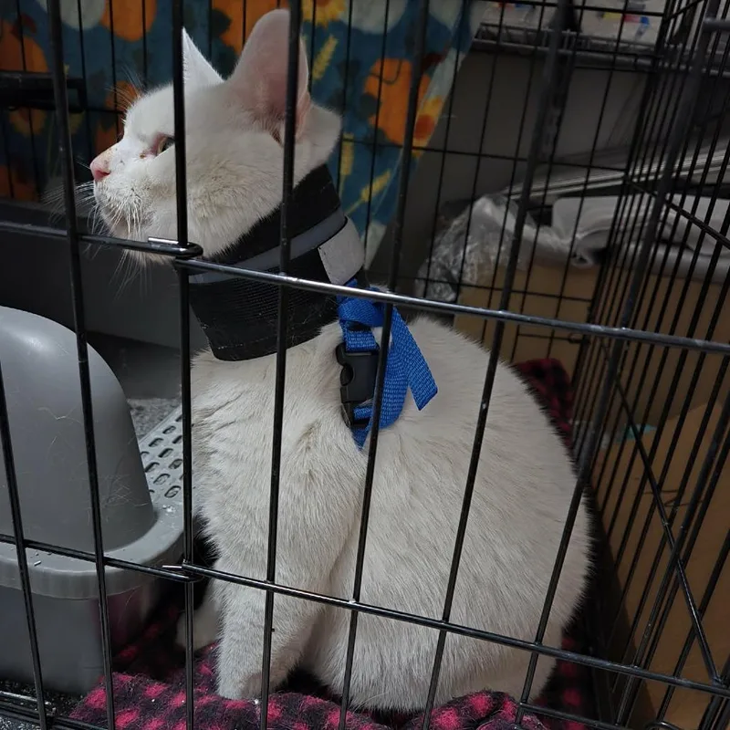 Chaos Anderson thumbnail 4