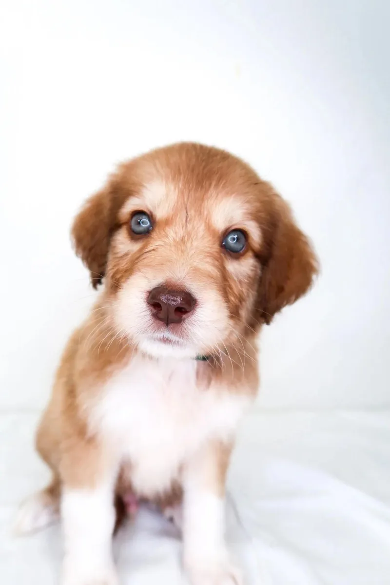 A baby medium-sized male Brown / Chocolate Great Pyrenees dog named Palm for adoption in Bixby, OK