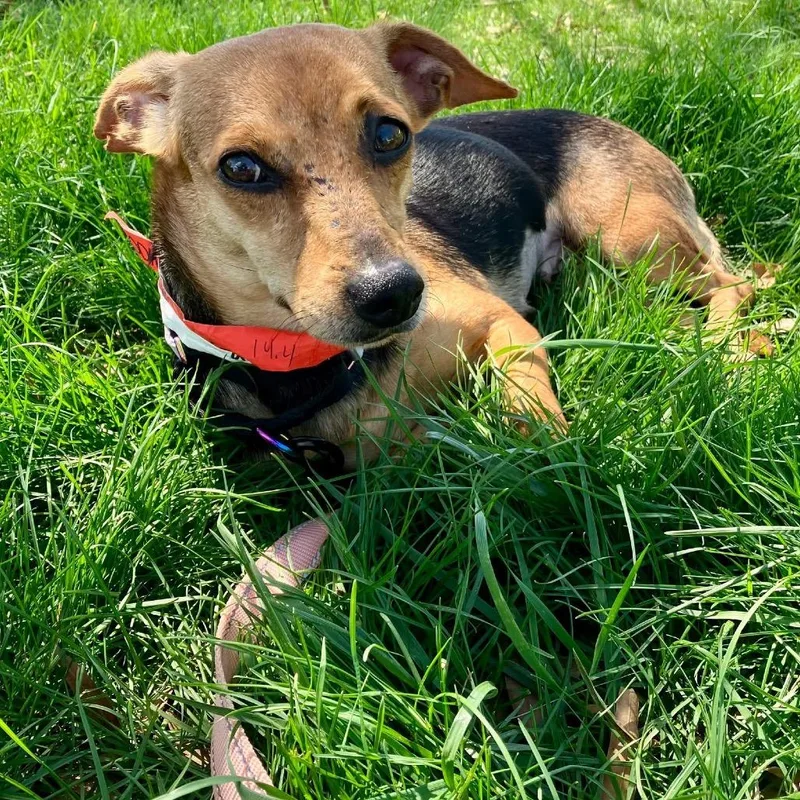An adult small-sized female Black Mixed Breed dog named Vancouver for adoption in Fredericksburg, VA