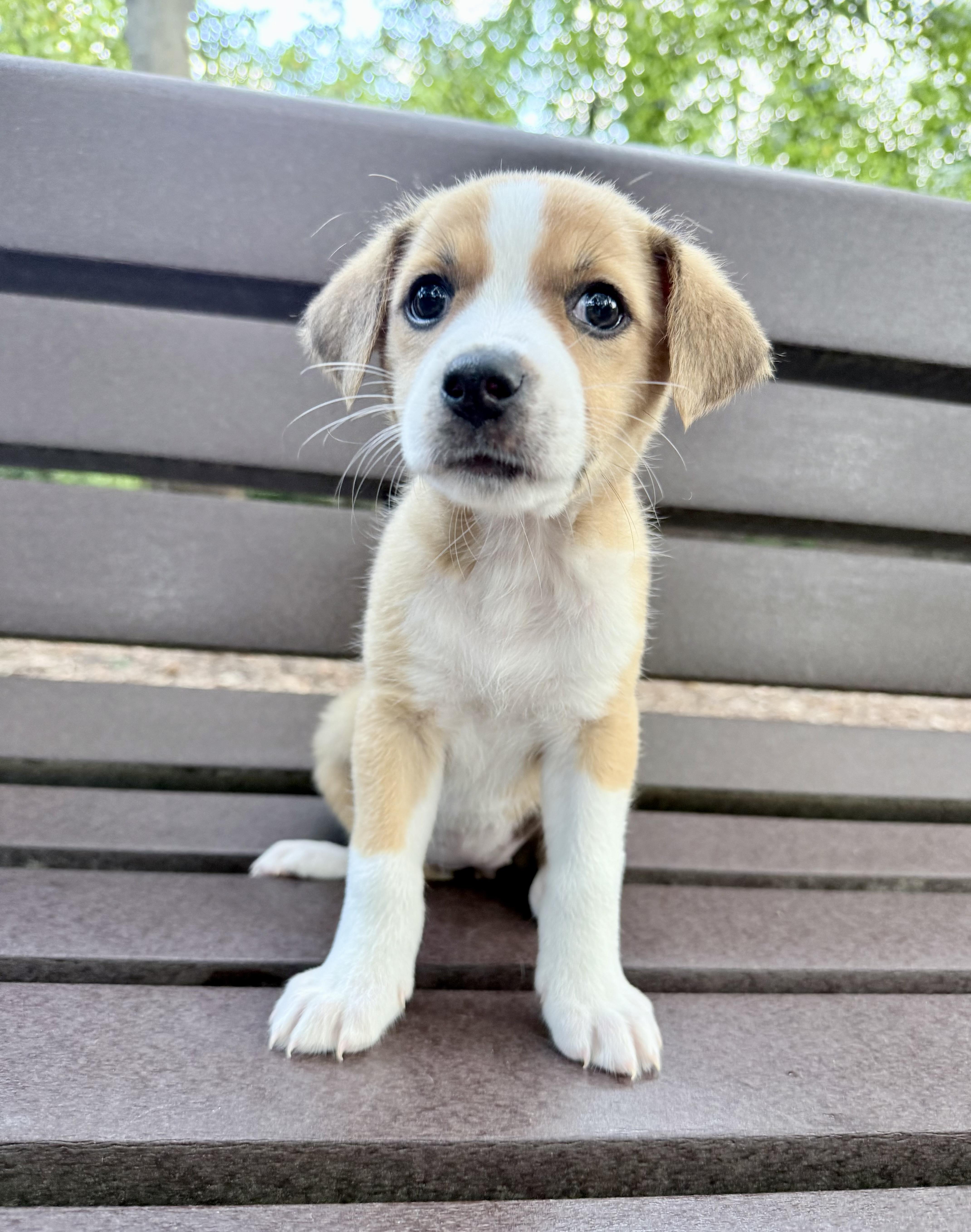A baby medium-sized male White / Cream Hound dog named Lucky for adoption in Fairfax, VA