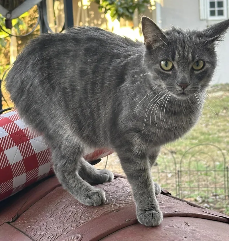 Veronica thumbnail 3