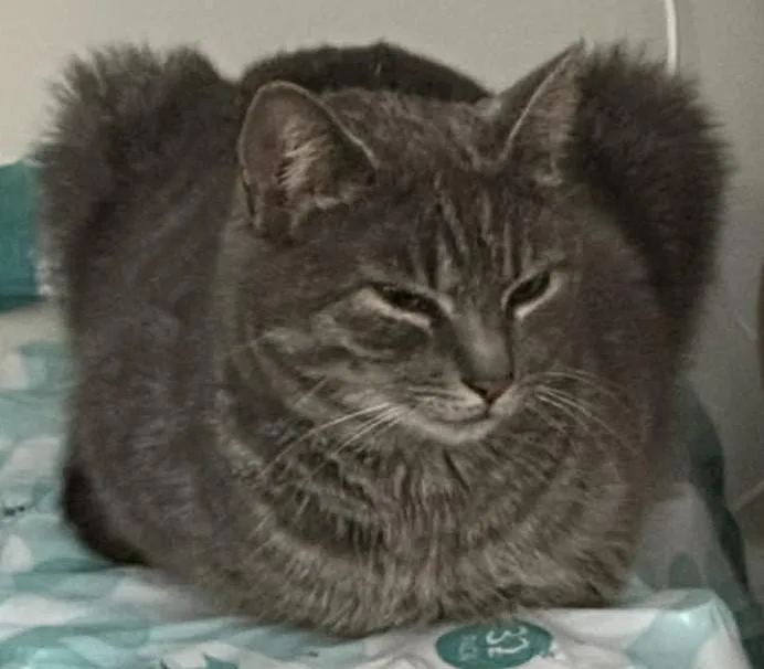 Veronica thumbnail 4