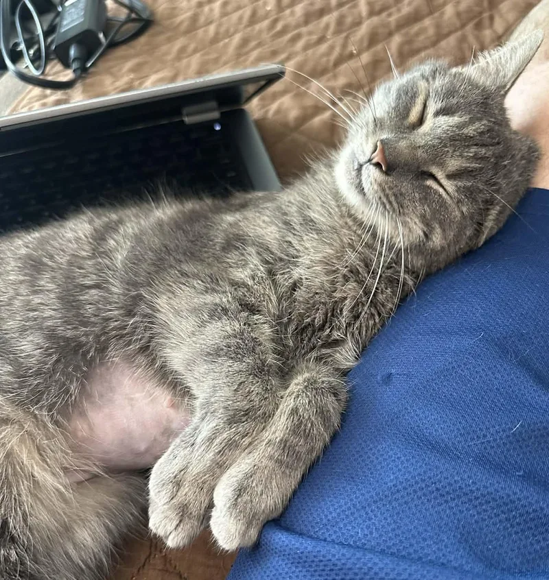 Veronica thumbnail 5