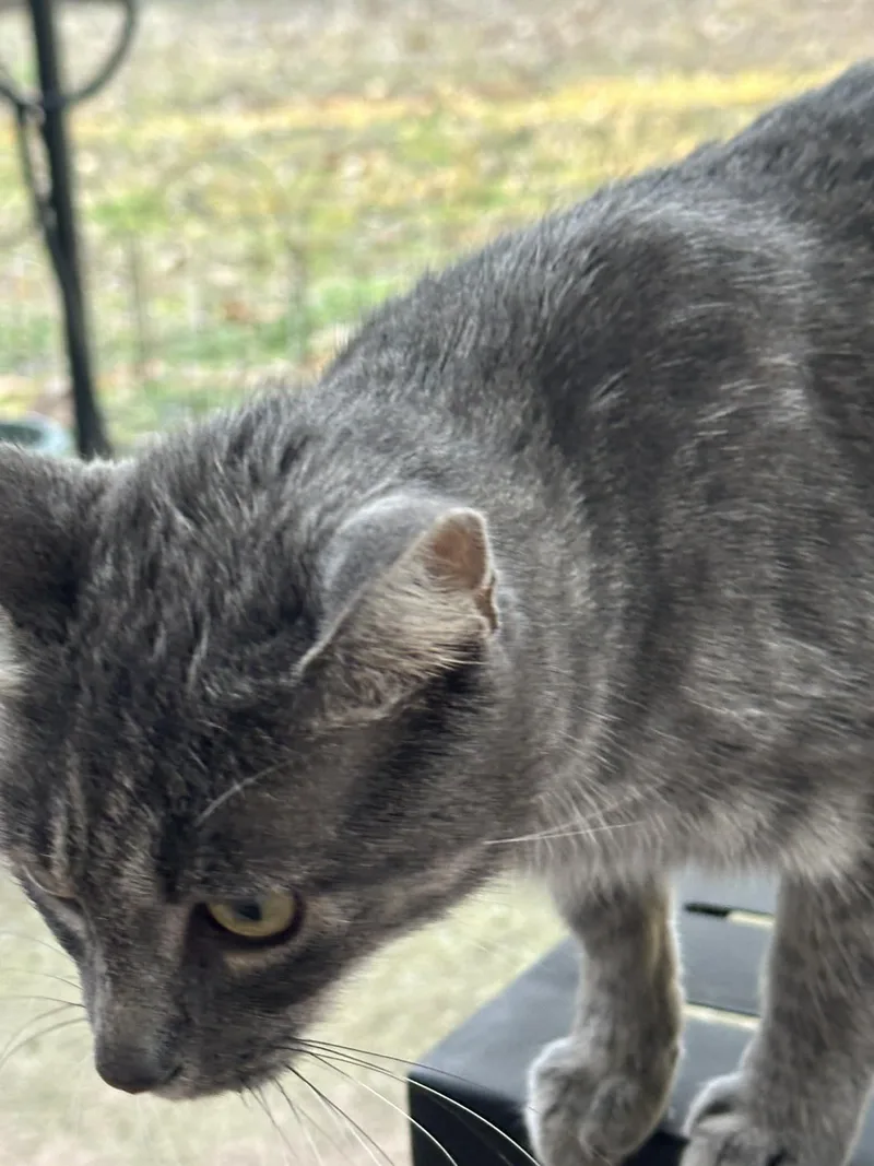 Veronica thumbnail 6