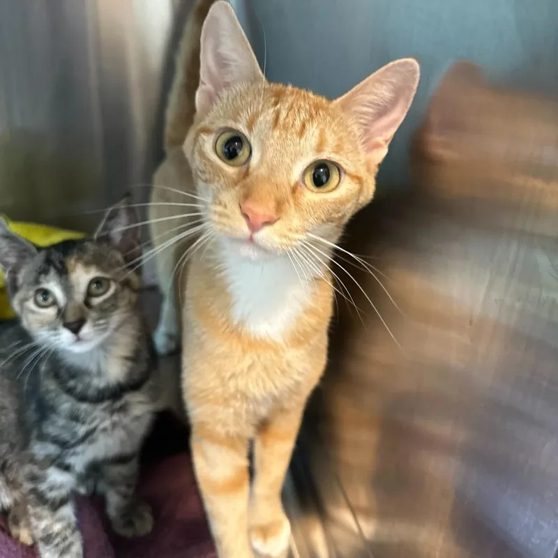 A young medium-sized female Orange / Red Domestic Short Hair cat named Melissa for adoption in Matteson, IL