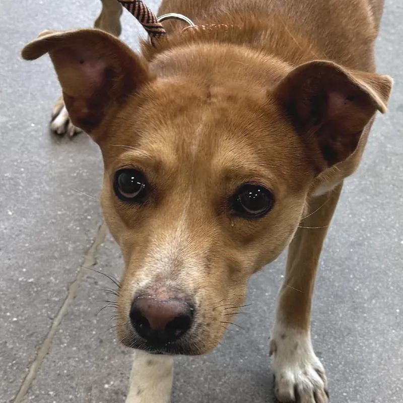 A young medium-sized female Yellow / Tan / Blond / Fawn Mixed Breed dog named Coraline for adoption in Las Cruces, NM
