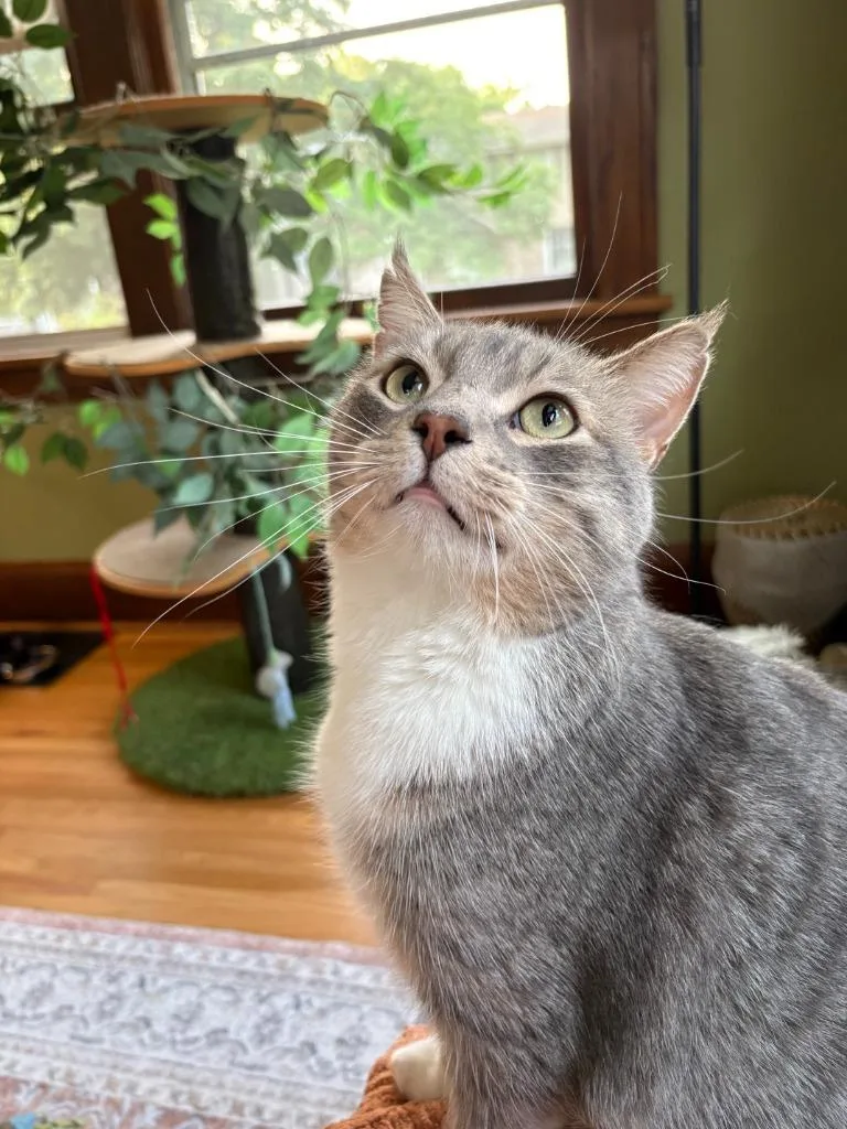 A young medium-sized male Domestic Short Hair cat named Prince for adoption in Minneapolis, MN