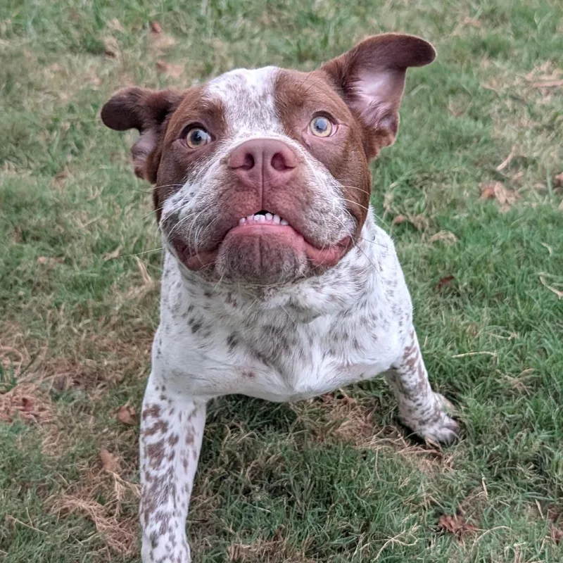 A young medium-sized male Pit Bull Terrier dog named Romeo for adoption in Durham, NC