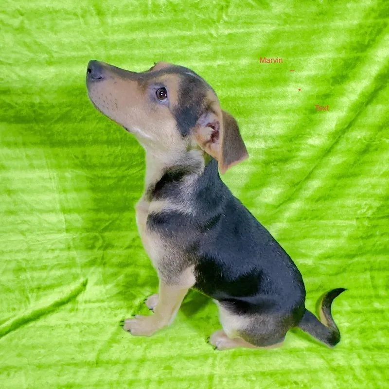 A baby medium-sized male Brown / Chocolate Mixed Breed dog named Marvin for adoption in Franklin, NC