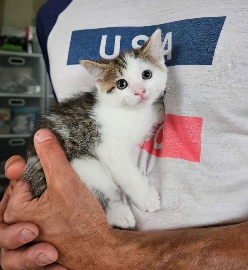 A baby medium-sized female Domestic Short Hair cat named KitKat for adoption in China Township, MI