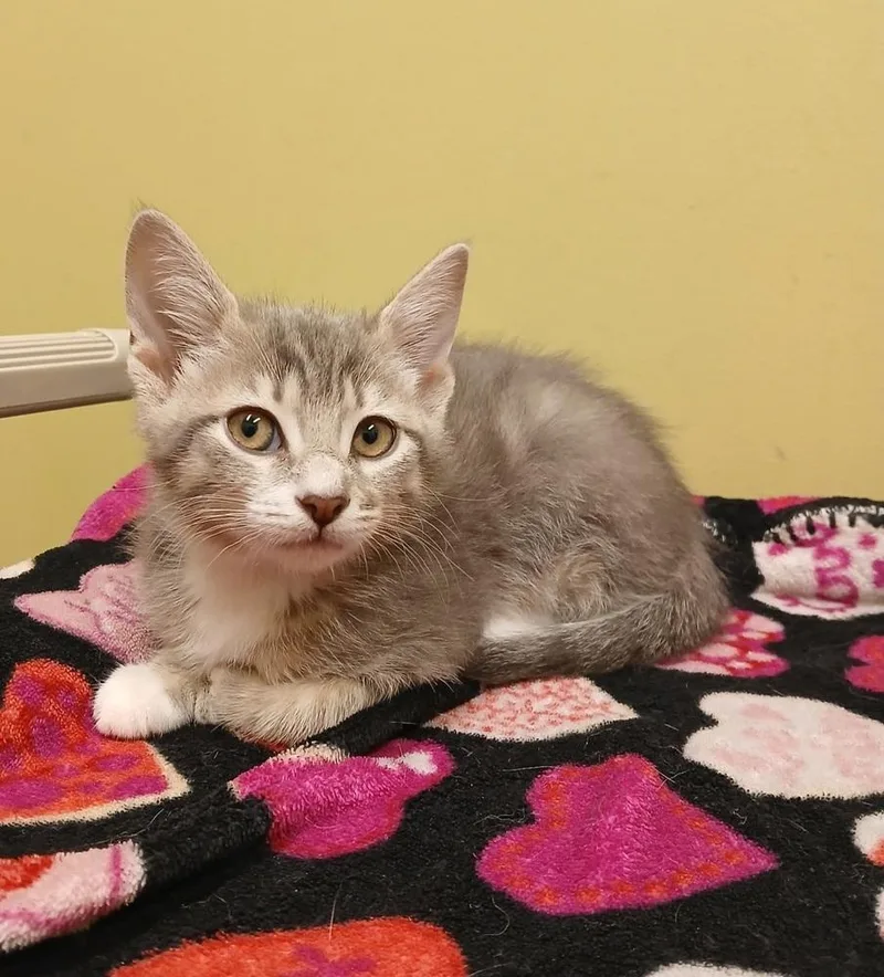 A baby small-sized male Gray / Blue / Silver Domestic Short Hair cat named Aster for adoption in Dickson, TN