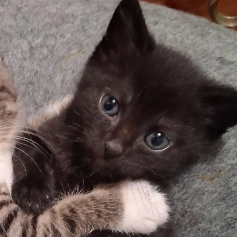 A baby small-sized female Black Domestic Short Hair cat named Amal for adoption in Hamburg, NY