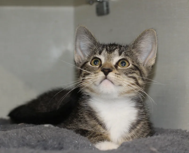A baby medium-sized male Tabby (Brown / Chocolate) Domestic Short Hair cat named Julian for adoption in Rockford, IL