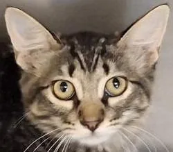 A baby medium-sized female Domestic Medium Hair cat named Mountain Dew for adoption in Brenham, TX