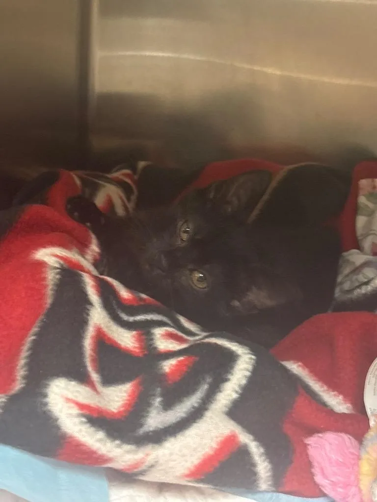 A baby small-sized male Domestic Short Hair cat named Mellow for adoption in Johnson City, TN