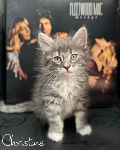 A baby small-sized female Domestic Long Hair cat named Christine for adoption in Morton Grove, IL