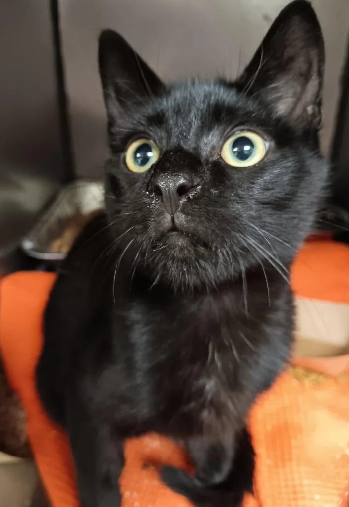 A baby medium-sized male Domestic Short Hair cat named Midnight for adoption in New Braunfels, TX