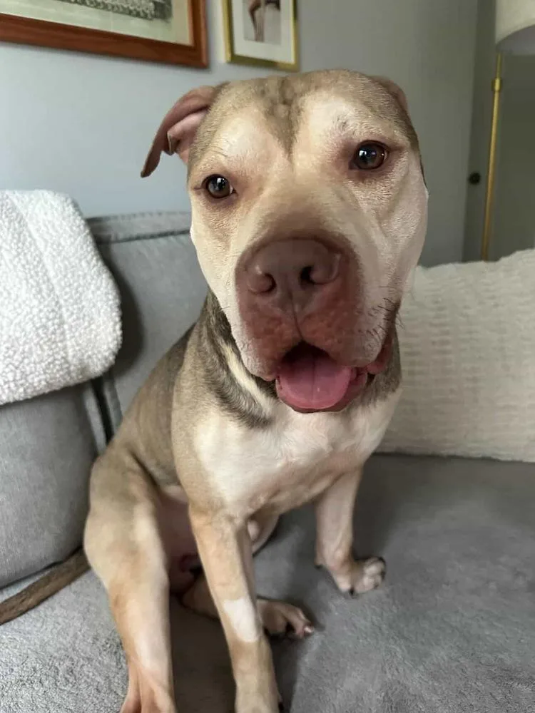 A young large-sized male Mixed Breed dog named Zeus for adoption in New York, NY