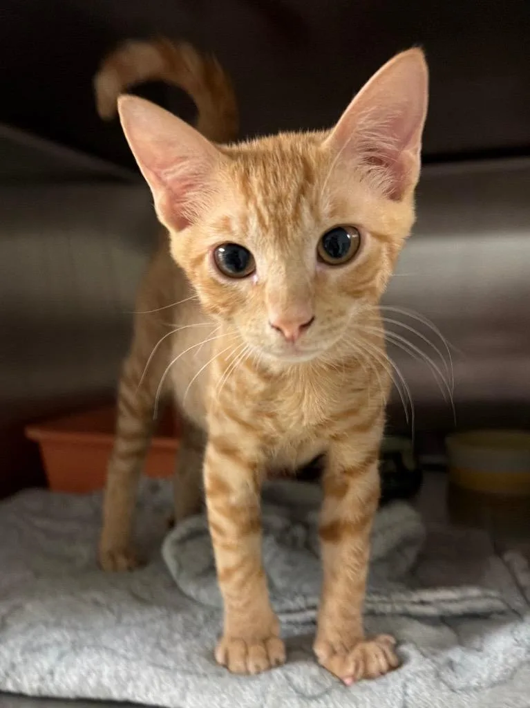 A baby small-sized male Domestic Short Hair cat named Social Studies for adoption in Ocala, FL