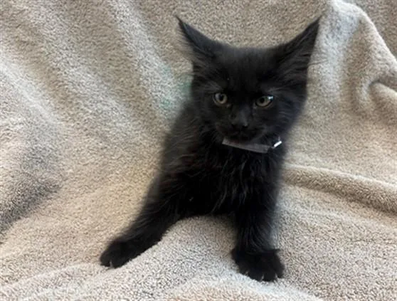 A baby medium-sized male Domestic Short Hair cat named A for adoption in Lancaster, CA