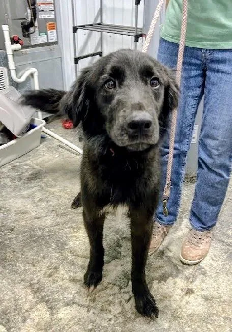 An adult medium-sized male Black Flat-Coated Retriever dog named Peso for adoption in Scottsburg, IN
