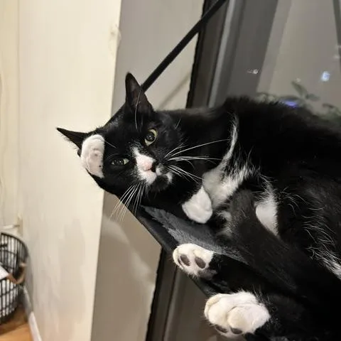 A young medium-sized male Black & White / Tuxedo Domestic Short Hair cat named Jasper for adoption in Worcester, MA