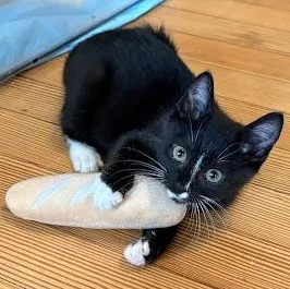 Garden & Ladybug thumbnail 2